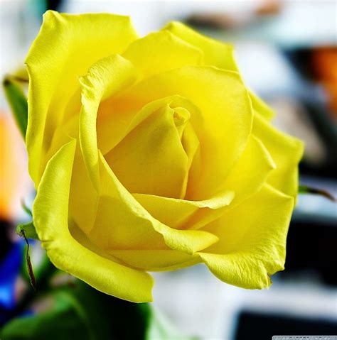 Yellow Rose Wallpaper Hd Search Results For Girly Yellow Roses Yellow