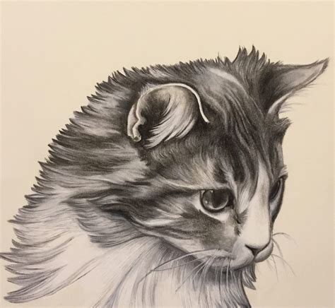 Custom Cat Drawing Realistic Cat Drawing Charcoal Drawing Etsy