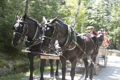 Carriages Of Acadia Parc National Dacadie Ce Quil Faut Savoir