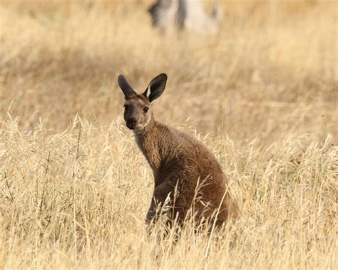 Eastern Grey Kangaroo Size Knowsize