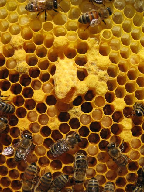 Hive Inspections August 25