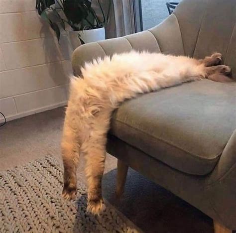 25 Photos Of Cats That Show How Their Bodies Are So Flexible And Agile