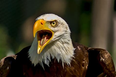 A Bald Eagle Screams Excitedly Stock Photo Download Image Now