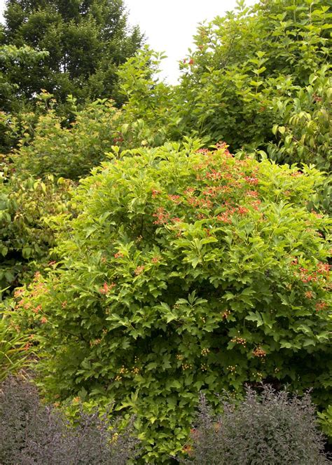 It's only marginal popularity is likely due to the fact that it scarsely ever develops the white flowers, let alone cranberries, which are so abundant on the original. Dwarf Cranberry Bush Viburnum - Monrovia - Dwarf Cranberry ...
