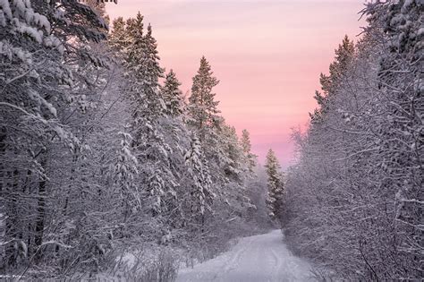 Pine Trees Forest Path Purple Sky Winter Nature 2048x1365