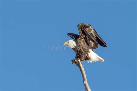Bald Eagle Landing On A Tree Branch With Clear Skies Stock Image