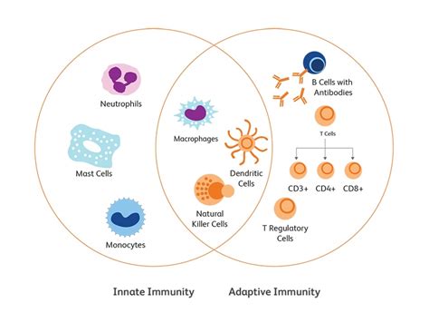 Immune Cell Types Immune System Responses Bd Biosciences