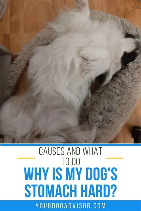Why Is My Dogs Stomach Hard Causes And What To Do Your Dog Advisor