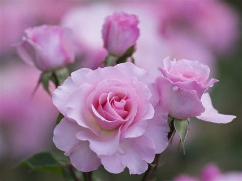 Beautiful Pink Garden Rose Pink Rose Garden Flowers Bonito Hd