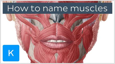 How Are Muscles Named Terminology Human Anatomy Kenhub Youtube
