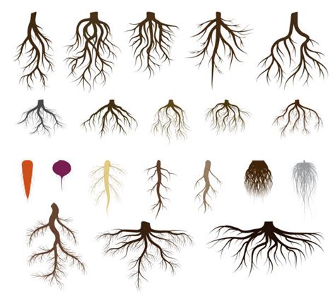 Clip Art Of A Root Vegetable Illustrations Royalty Free Vector