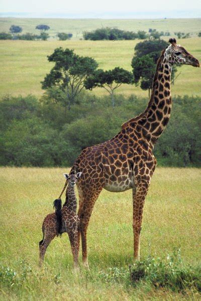 Baby Giraffe Walking Interesting World Of Facts