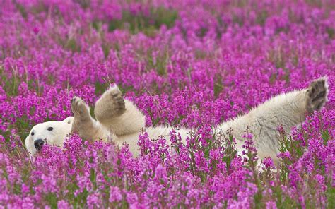 Wallpaper Animals Flowers Polar Bears Blossom Flower Grassland
