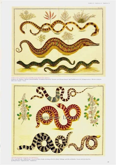 Snake Garden Tree Boa Herpetology Seba Natural History Lithograph Chart