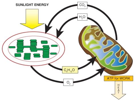 What Are The Reactants In The Equation For Cellular Respiration? / Photosynthesis Cellular ...