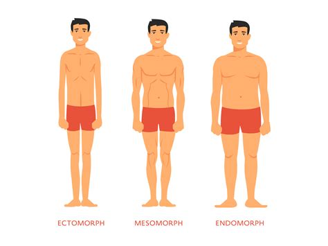 Ectomorph Body Type Explaineddescription And Characteristics