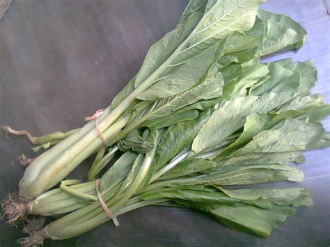 Budidaya SAWI Dari Biji Secara Organik Agar Menguntungkan dan Tahan