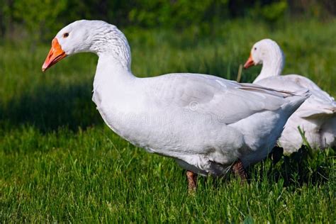 The Domestic Goose In The Pasture Eats Fresh Grass Stock Image Image