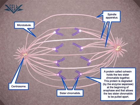 We recently observed in caenorhabditis briggsae that both anaphase spindle oscillation onset and thus pulling forces are controlled by the position of the posterior we wondered whether the simultaneous onsets of anaphase and oscillation seen in c. VCAC: Cellular Processes: Mitosis: Advanced Look: Mitosis