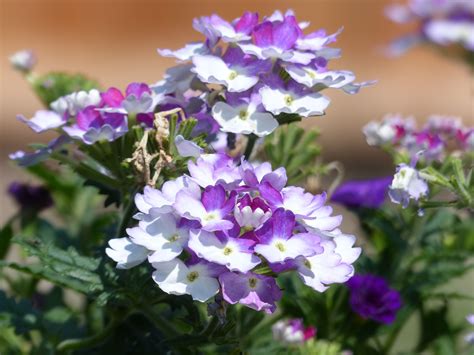 Two Tone Purple And White Verbena Called Bebop Purple Verbena