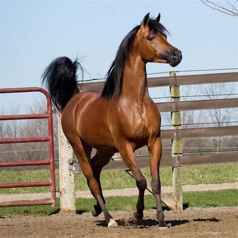 Meet Purebred Arabian Horse Mr. Mreekhe - The Curated Equestrian