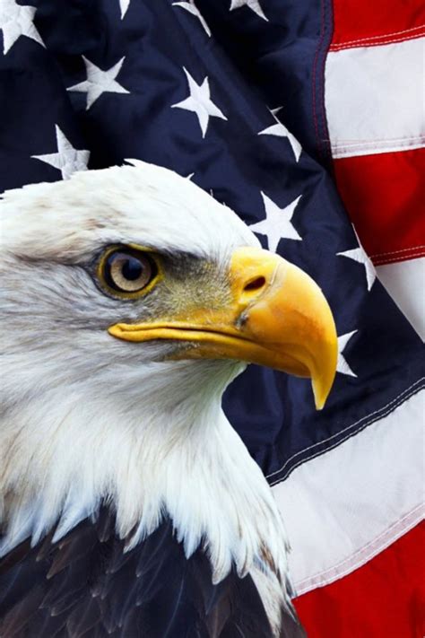Bald Eagle American Flag Postcard Artofit