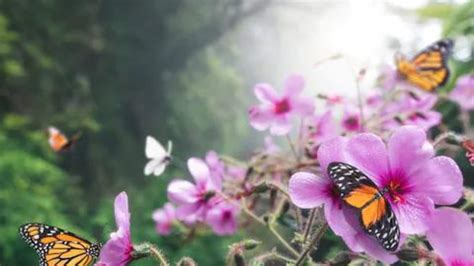Visit This Mesmerising Butterfly Forest In Karnataka And It Will Make