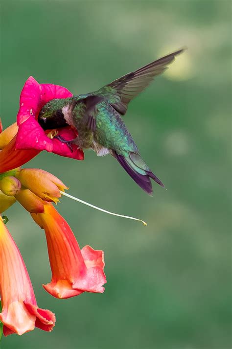 Best types flowers, plants, bushes and vines for attracting hummingbirds. 7 Amazing Facts about Incredible Hummingbirds