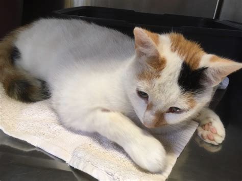 Check spelling or type a new query. Fundkatze „Dolly" « Tierheim Cappel Marburg