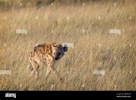 Spotted Hyena Walking Through Grasslands In Kenya Africa Stock Photo