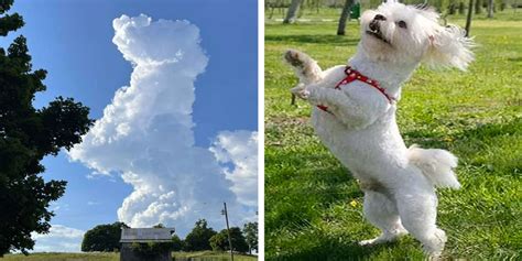 Nube En Forma De Perro