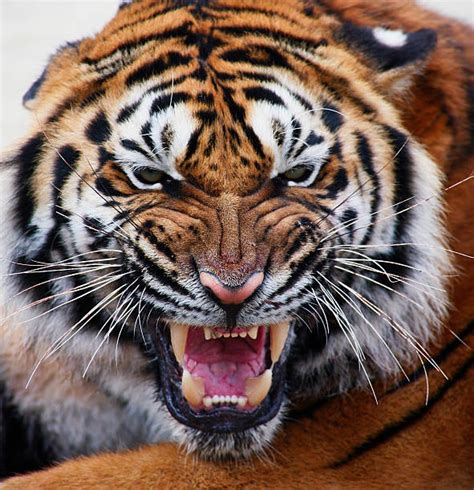 Angry Tiger Stock Photos Pictures And Royalty Free Images Istock