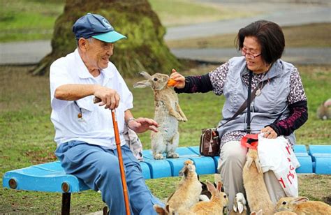 猫岛、水母湖、蟹岛细数全球被动物占领的胜地国际新闻海峡网