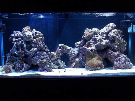 307 best awesome reef aquascapes images in 2019 aquariums. Reefkeeper's 75 Gallon Build - Page 9 | Reef tank, Reef ...