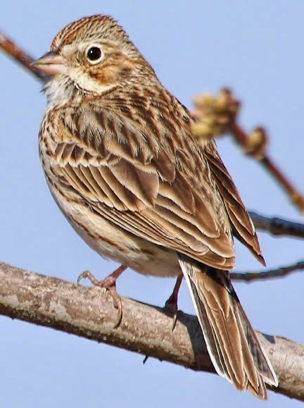 Dan Tallmans Bird Blog Vesper Sparrow