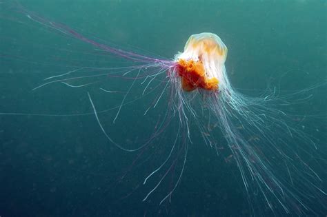 Jellytank Aquarium Lets You Keep Jellyfish As Pets At Home