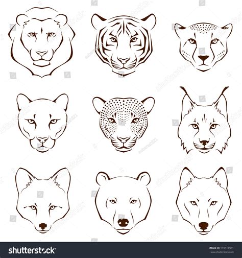 Not so easy animals to draw…but, let's be honest here; set of simple line illustrations showing different facial features of wild animals - lion, tiger ...