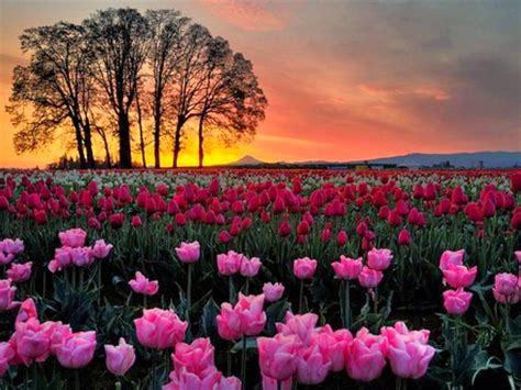 Sunset At Tulip Garden Srinagar Paradise Kashmir