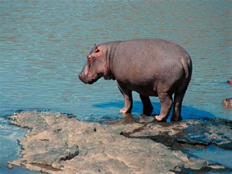 Curiosidades Y Fotos De Animales Hipopótamo