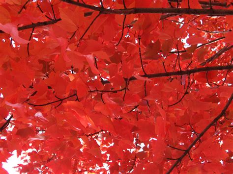 Branches Of Red Leaves Clippix Etc Educational Photos For Students