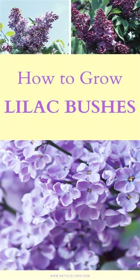 Lilac Bush Care In Spring How And When To Prune Lilacs Lilac Bushes