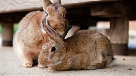 Why Do Male Rabbits Fall Over After Mating Should You Be Worried