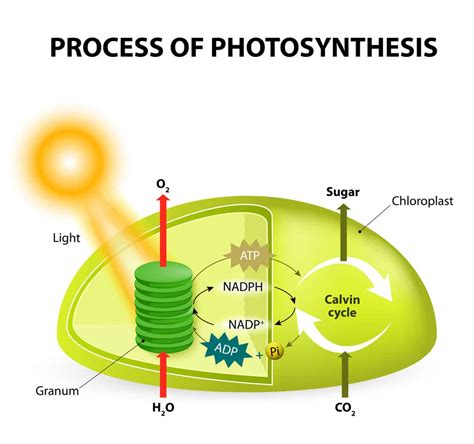 Where does photosynthesis take place? Parts of a Flower and Plant - Do You Know Them All? (7 ...