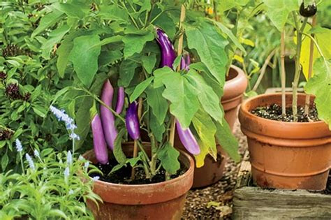 Read the steps below to find out how to create a basic fruit and vegetable garden that will fit in with your wants and needs. Homegrown Groceries: Fruit and Vegetable Container ...