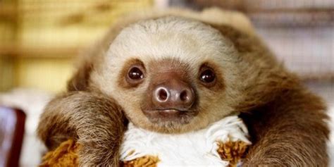 Twerking Baby Sloths Video Huffpost