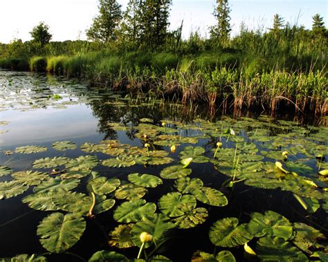 Cedar River Preserve The Leelanau Conservancy