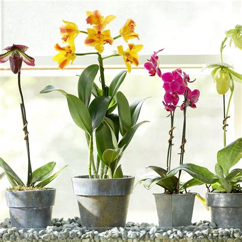 How To Care For Orchids Indoor Orchid Care Orchid Plant Care Indoor