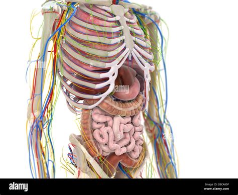 Abdominal Organs Illustration Stock Photo Alamy