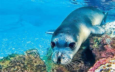 Endangered Mediterranean Monk Seal Gets New Allies At The Alonissos