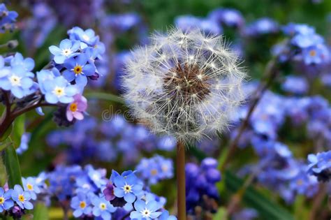 Maybe you would like to learn more about one of these? Dandelion And Forget-Me-Nots Royalty Free Stock Photo ...